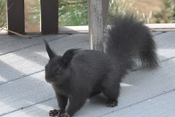 Black Squirrel, Cheyenne Canyon Park, Colorado Springs, Co… Flickr