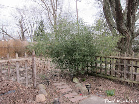 Bamboo grow in Michigan