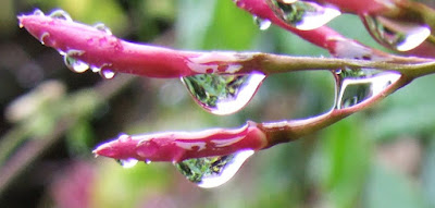 jasmine buds (will be jasmine flowers) with water droplets hanging off them after the rain