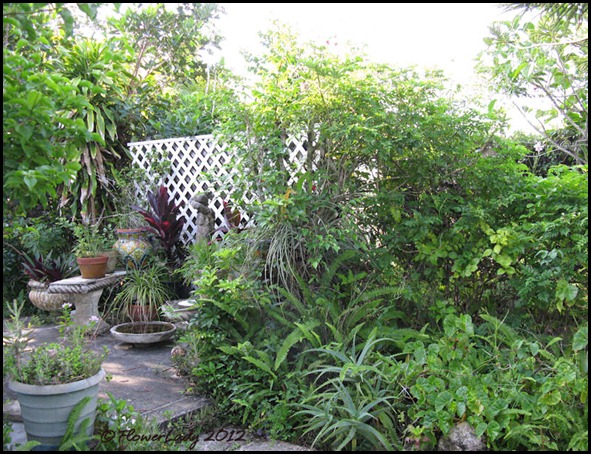 06-08 jungle15