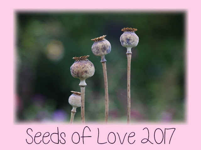  Seeds of Love