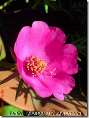 Portulaca grandiflora Hook 4542