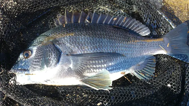 40cmに満たない魚体ですが綺麗です。