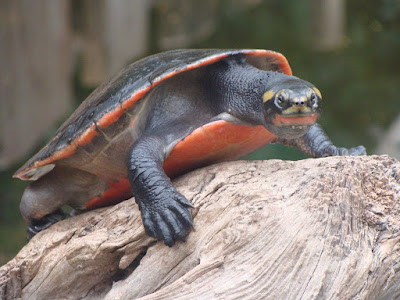 Kura-kura Dada Merah (Emydura subglobosa)