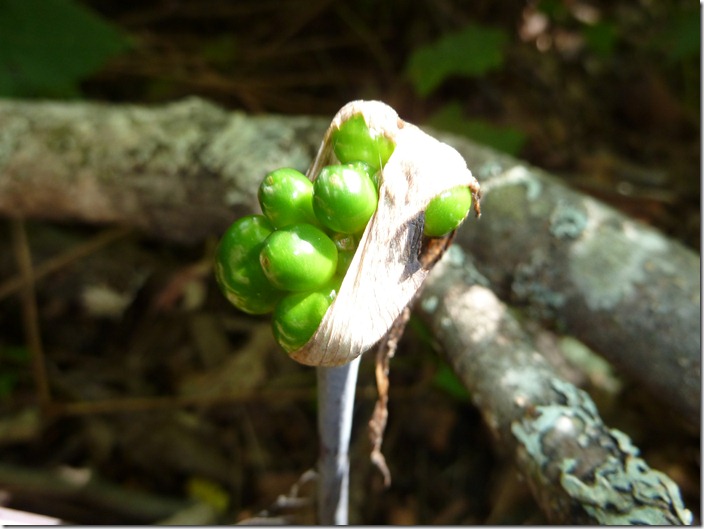 P1130333