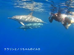 クラリンとノリちゃんのハワイ島のイルカ