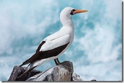 Nazca Booby