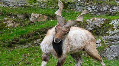 The markhor is the national animal of which country?