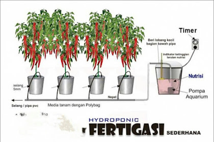 20+ Koleski Terbaru Hidroponik Fertigasi Sederhana