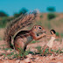 Dangerous Animal Squarrel