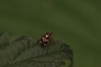 Brandnetelblindwants - - Liocoris tripustulatus