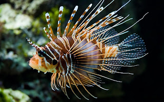  Lion Fish (Ikan Singa)