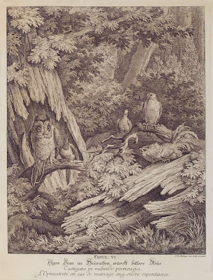 Owl and other birds in forest