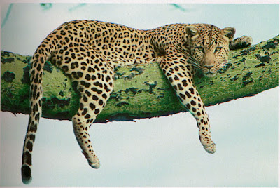 Macan Tutul/Leopard (Panthera pardus)