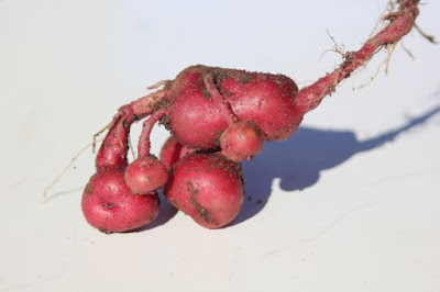 diploid potatoes