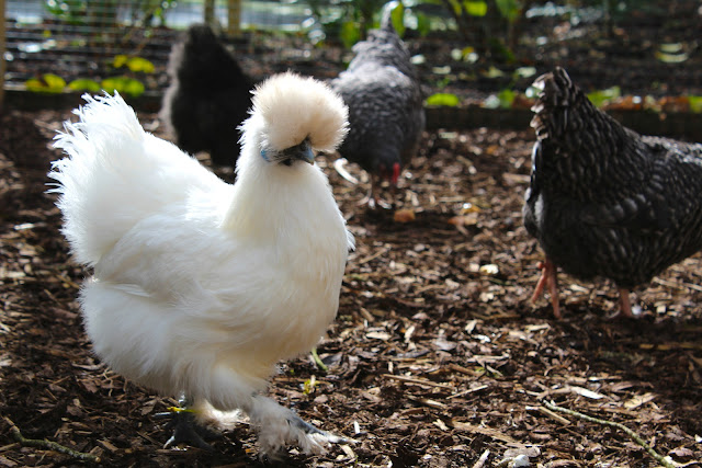 White Silkies chickens