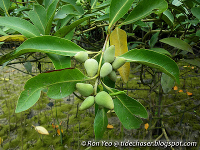 Api-api Jambu (Avicennia marina)