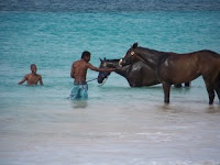 Swimming Racehorses