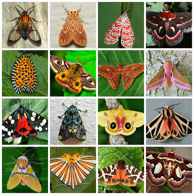 photos of moths