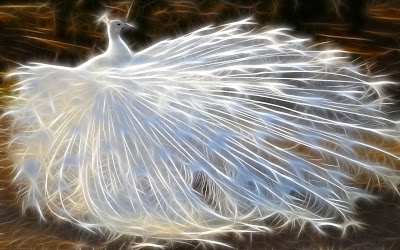 White peacock wallpaper 