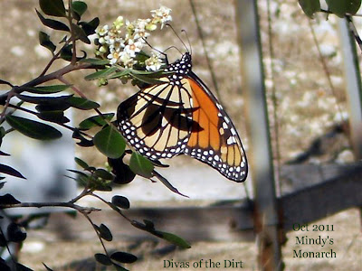 Divasofthedirt, monarch by mindy