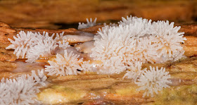 Myxomycete, Ceratiomyxa fruticulosa.  High Elms Country Park, 19 June 2016.