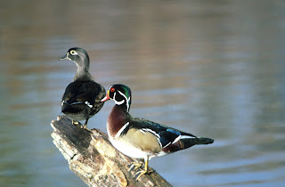 Wood Duck Pair Courtesy of US Fish and Wildlife Service