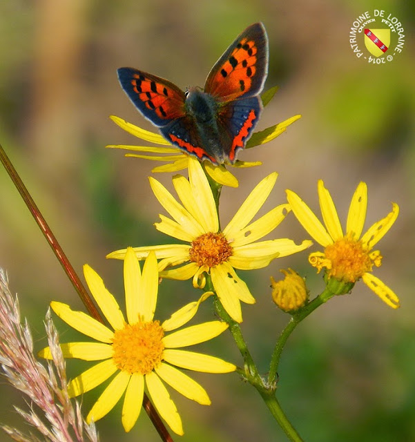 Le cuivré commun (Lycaena phlaeas)