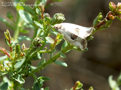 http://www.biodiversidadvirtual.org/insectarium/Elaphria-venustula-img706209.html