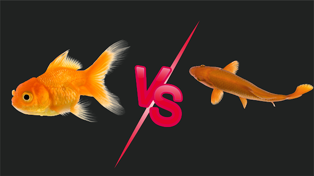 Perbedaan Ikan Mas dan Koi