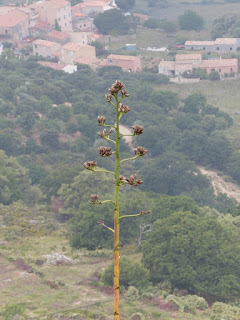 Agave d'Amérique - Agave americana - Agave américain - Choka bleu