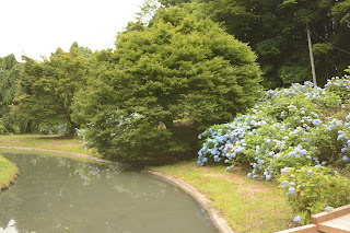 辰ノ口親水公園紫陽花園2020