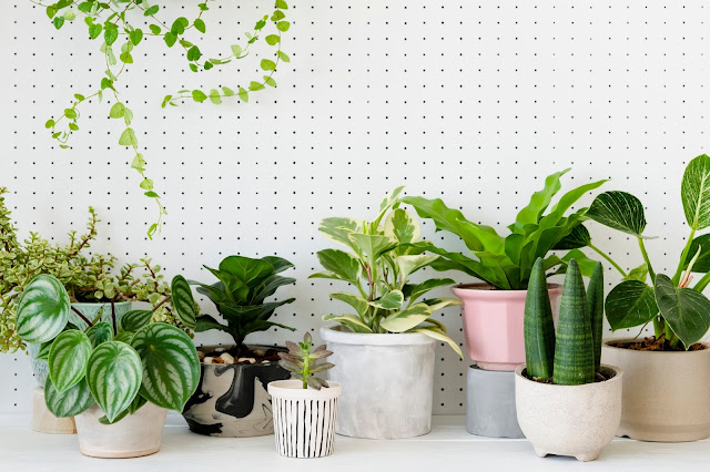 How Indoor Live Plants Enhance Air Quality