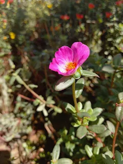 " Surinamese purple flower"