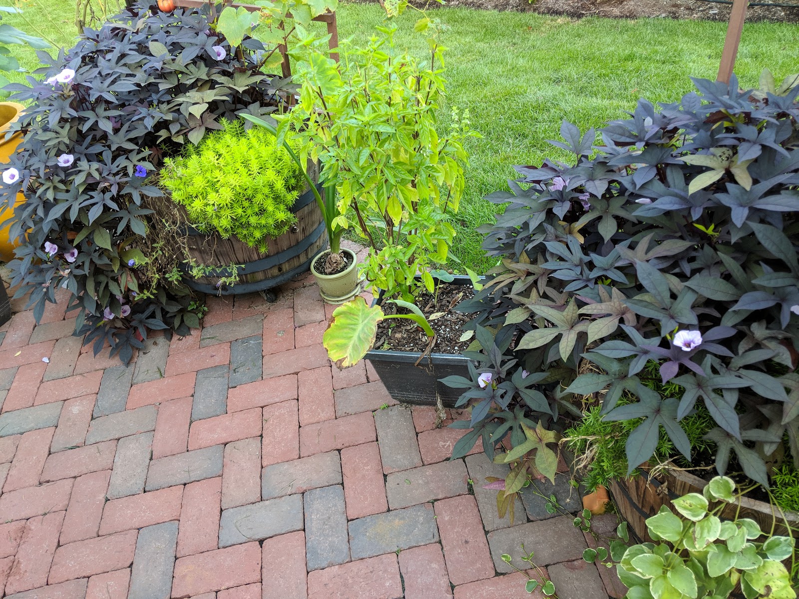 Flowers On Our Sweet Potato Vines