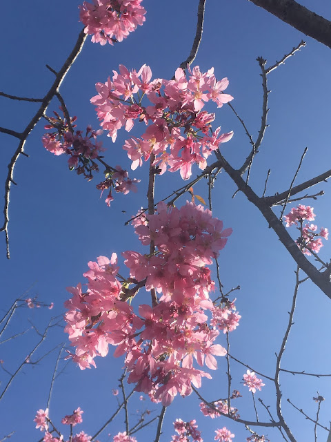 cherry blossom, mituo temple, chiayi, mountains, taiwan