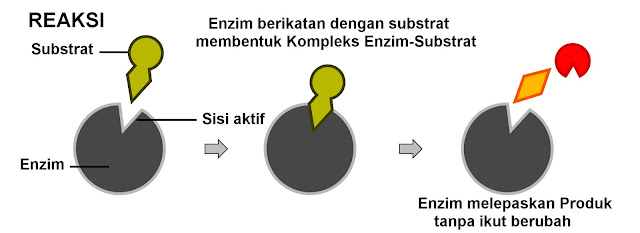 Mekanisme Kerja Enzim