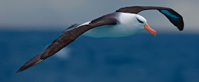 Albatross