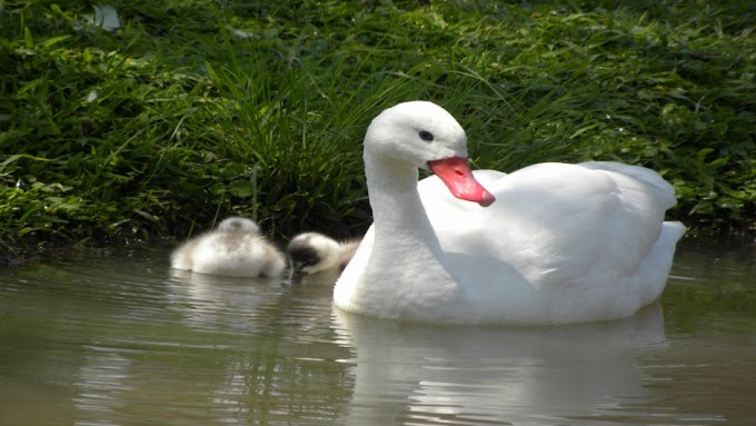 Uma Ave Brasileira (Cisne Coscoroba)