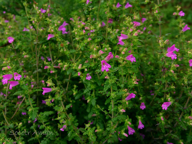 Phtheirospermum japonicum