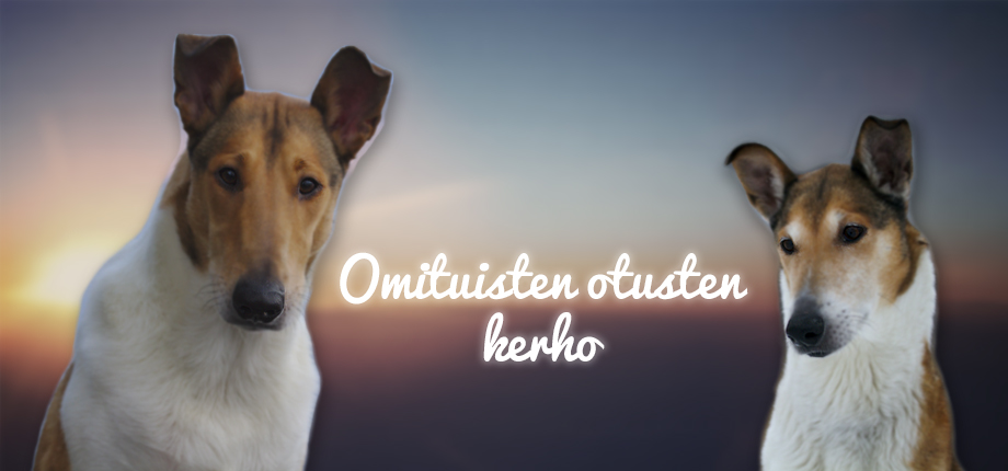 Omituisten otusten kerho
