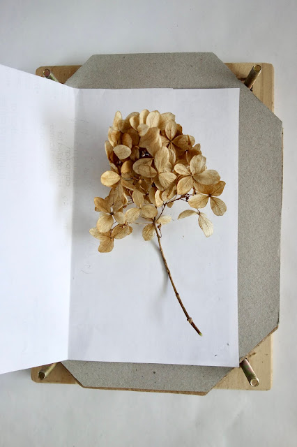 flower press tutorial, how to use a flower press, pressed hydrangea flowers, pressed flower crafts, nature crafts, blah to TADA, how to preserve flowers