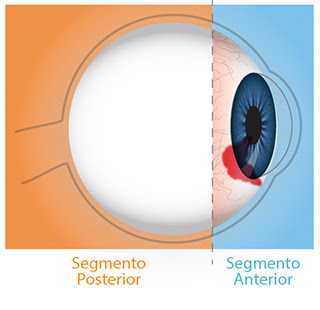 segmento anterior