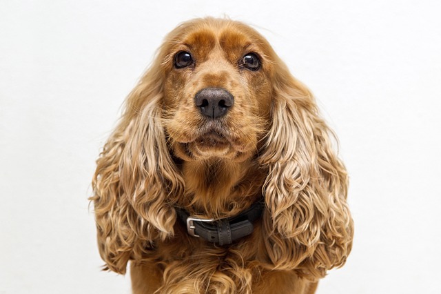 Información sobre el Cocker Spaniel Cachorro