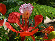 Piante esotiche alle Canarie: Delonix regia