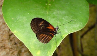 El Mariposario de Benalmádena.