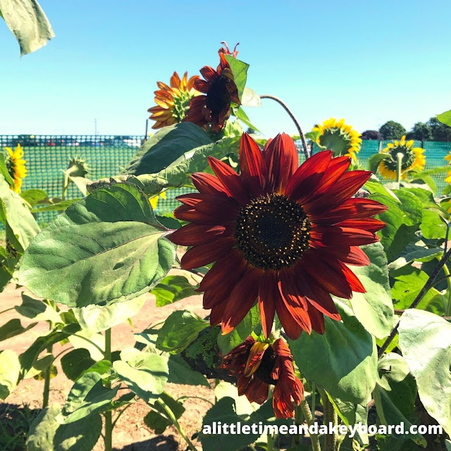 Burgundy sunflowers add fascinating blooms to Von Bergen's Country Market