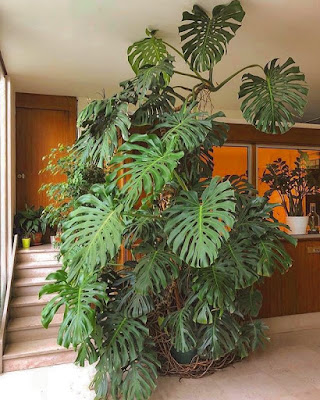 Monstera Dziurawa