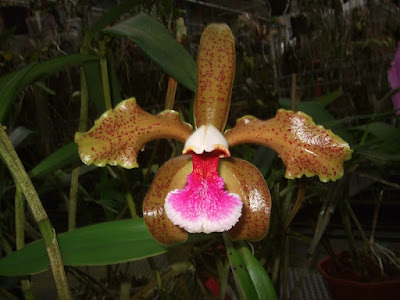 Cattleya schofieldiana - Schofield's Cattleya care