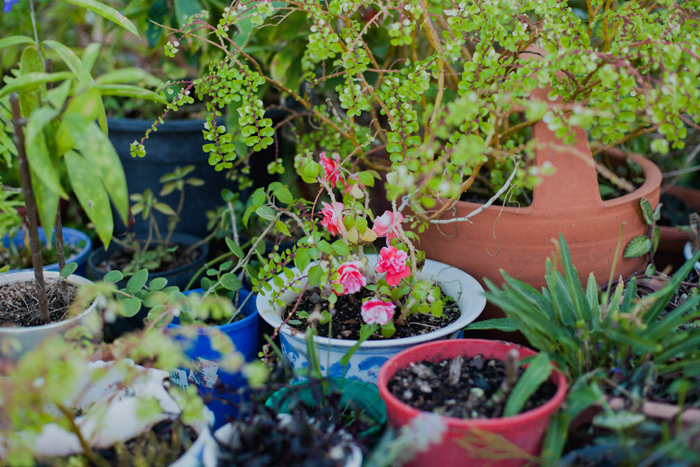 pot plants